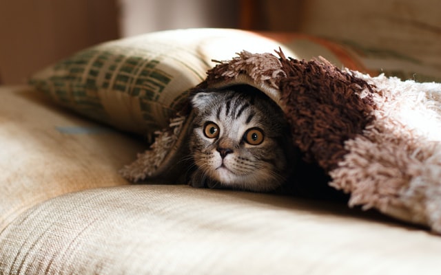 cat under a cloth